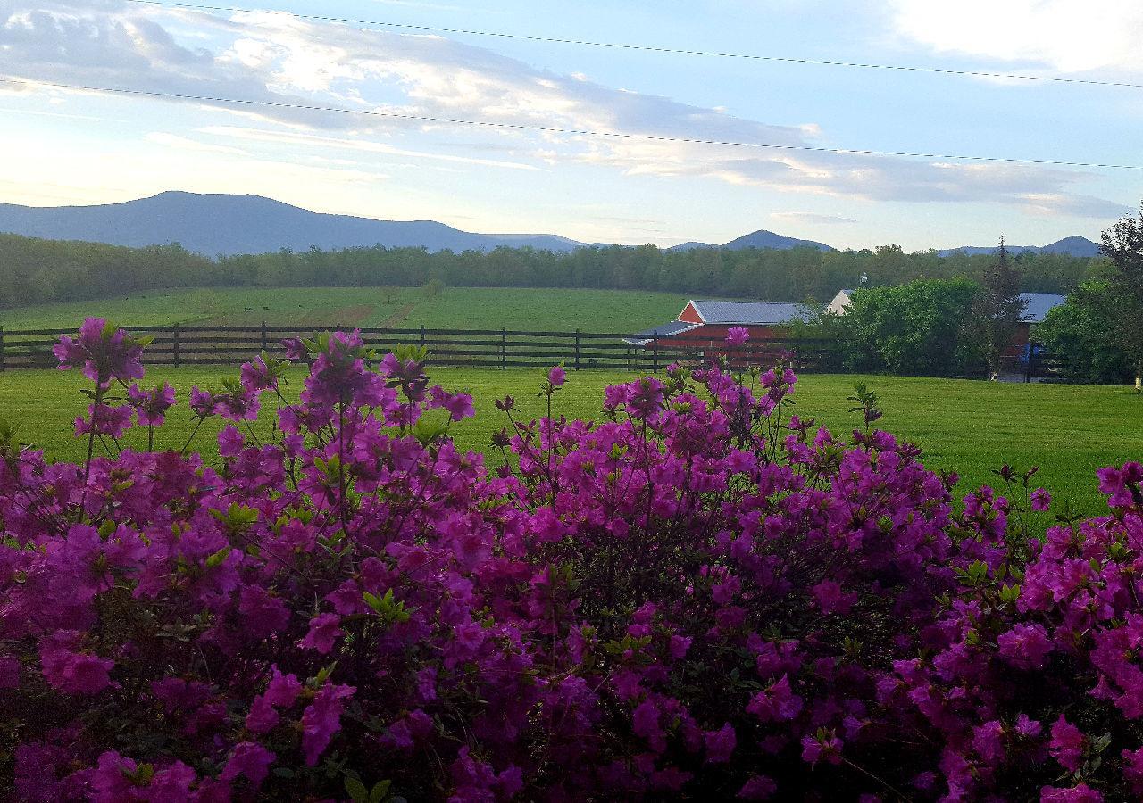 Piney Hill B&B And Cottages Luray Buitenkant foto